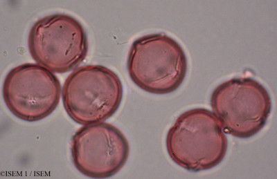 ISEM 1/Eucommia_ulmoides_28382/Eucommia_ulmoides_28382_0001(copy)_thumb.jpg